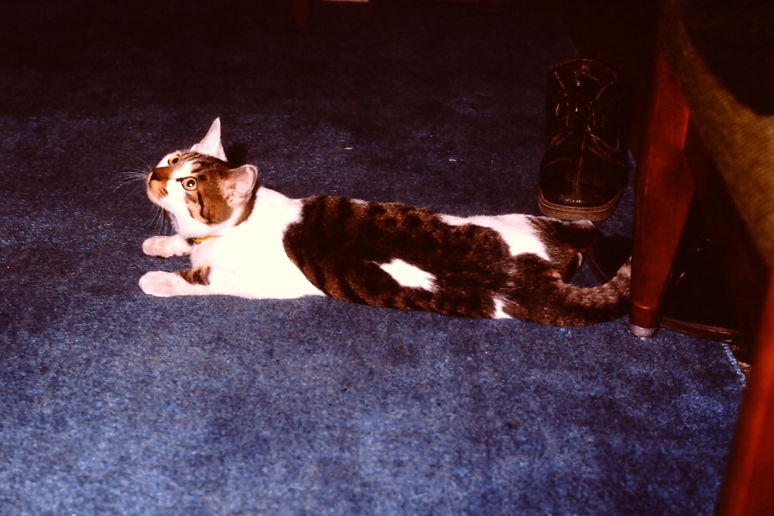 Donuts the cat