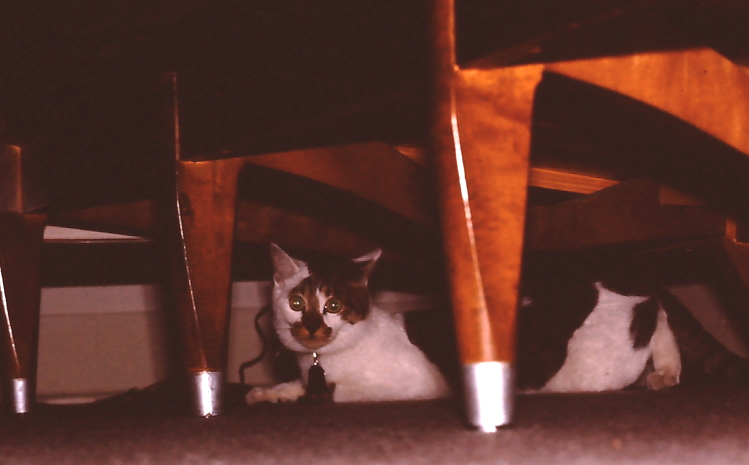 Donuts under chair